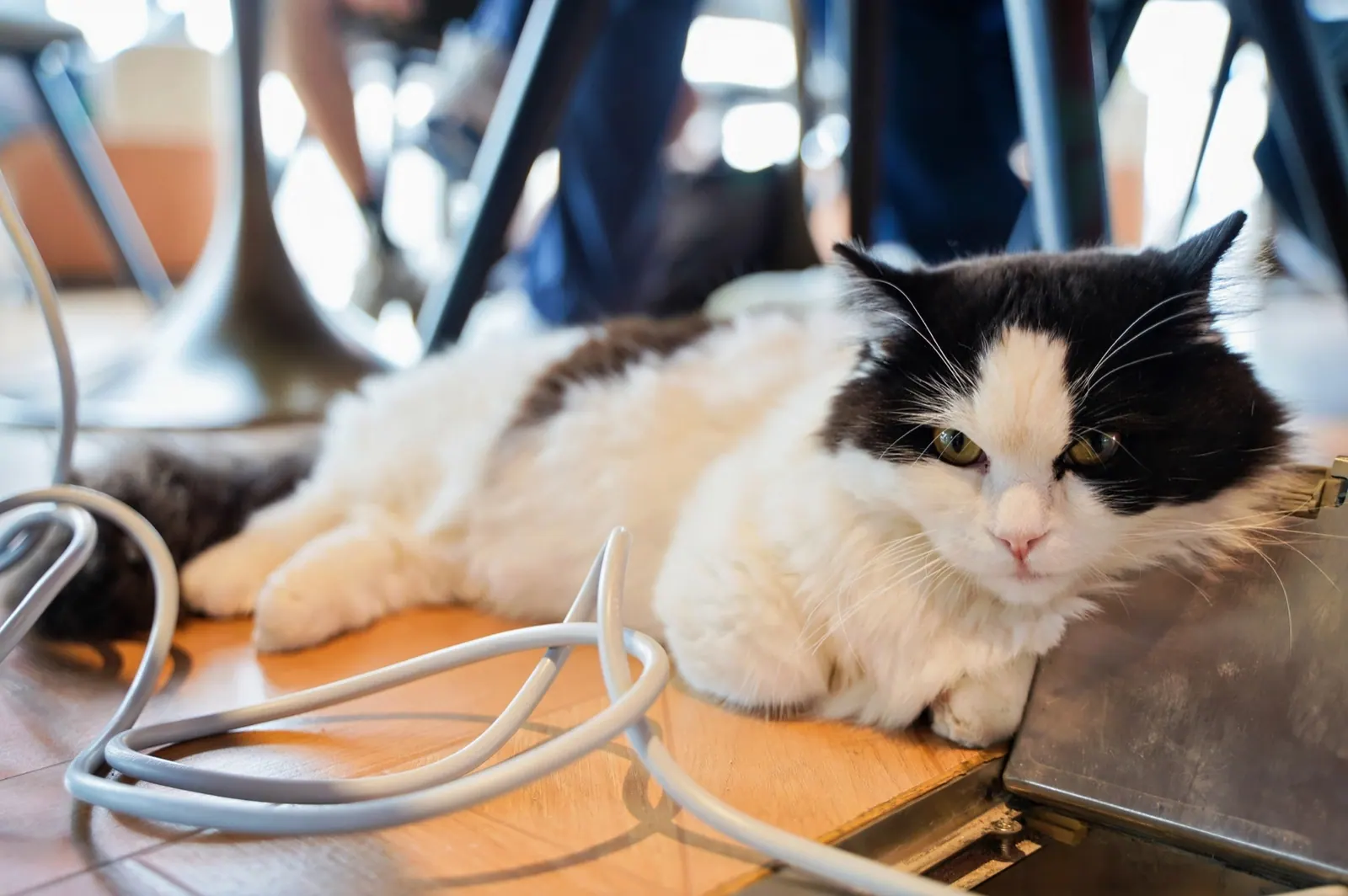 The cafe's resident cat beside a developer's laptop